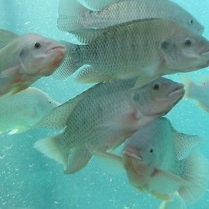 Aquaponics